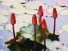 -国家植物园南园