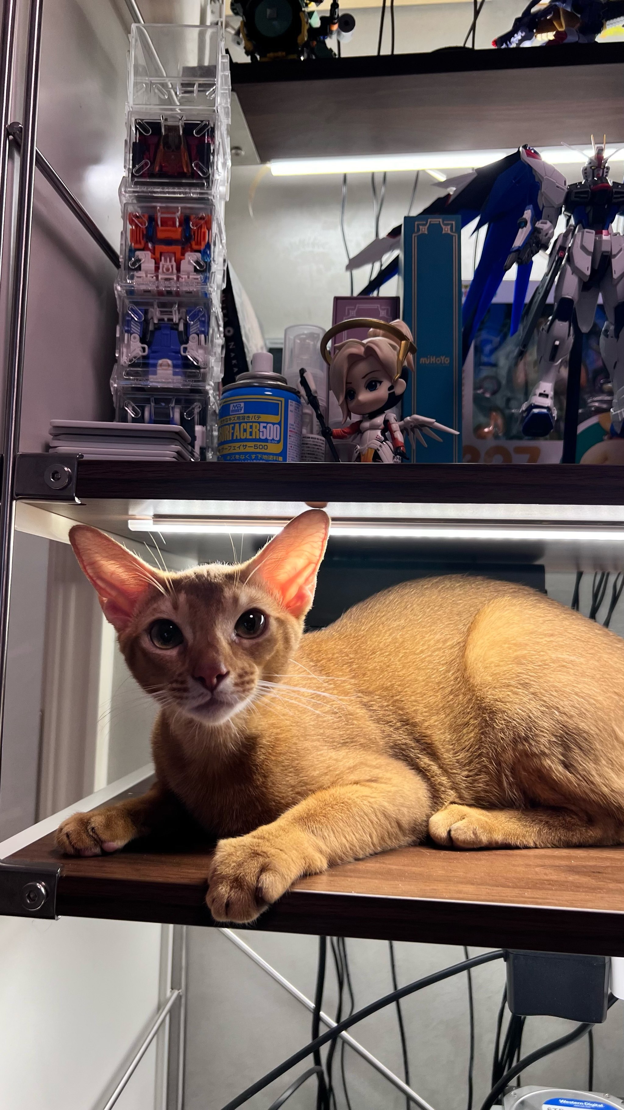 艾贝尔宠物医院