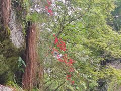 -武夷山风景名胜区-虎啸岩