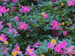 -木塔寺遗址生态公园
