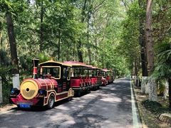 -合肥滨湖国家森林公园