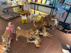 -柴犬高等学院·狗咖·柴犬售卖·宠物训练