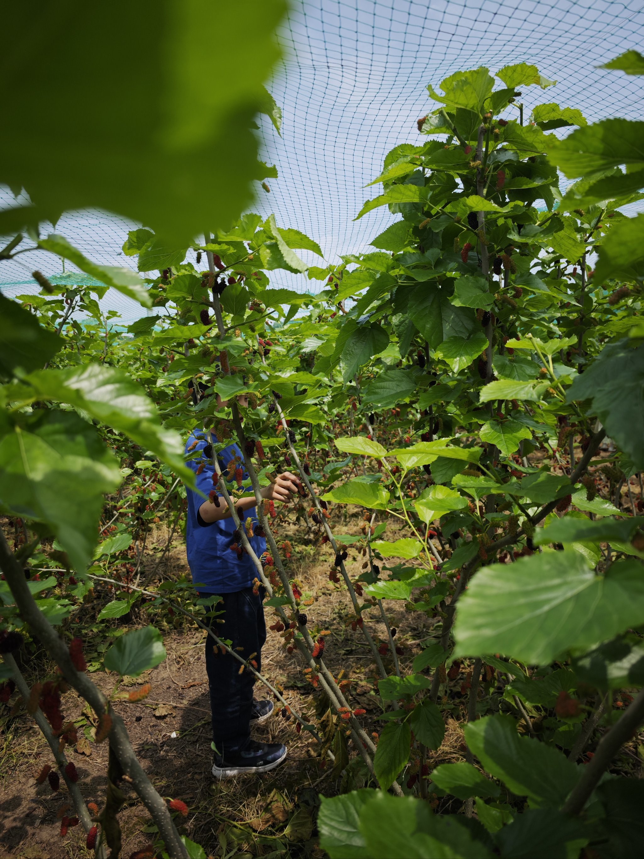 桑园采椹,自然好滋味