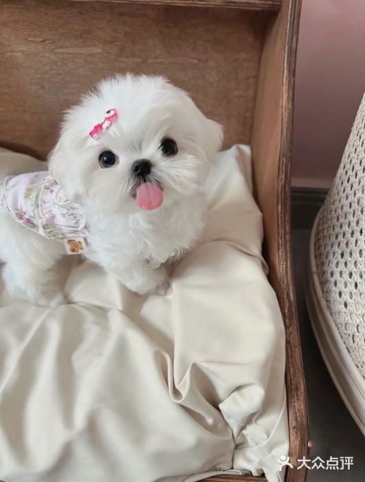 萌宠之家·腊肠犬·马尔泰·小体犬舍图片