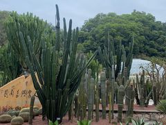-深圳仙湖植物园