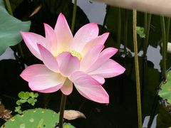 -荔湾湖公园