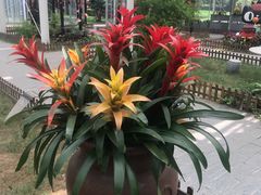-上海鲜花港