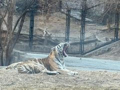 -大连森林动物园