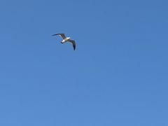 -海悦建国饭店-自助餐厅