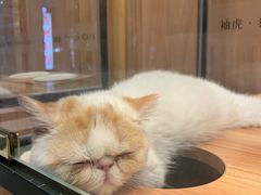 -袖虎·猫馆(体育西路店)