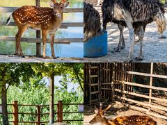 -泗洪洪泽湖湿地景区