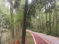 -合肥滨湖国家森林公园