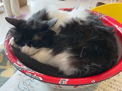 -平行世界·猫咖(首经贸店)