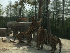 -上海野生动物园老虎餐厅