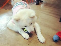 -八公叔叔宠物美容连锁(春申店)