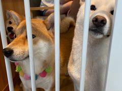 -南京Hallo宠物乐园·哈罗犬舍·柴犬繁育基地