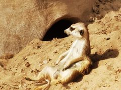 -北京野生动物园