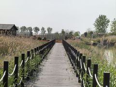 -盐城丹顶鹤湿地生态旅游区