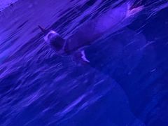 -暹罗海洋世界