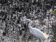 -北海金海湾红树林生态旅游区
