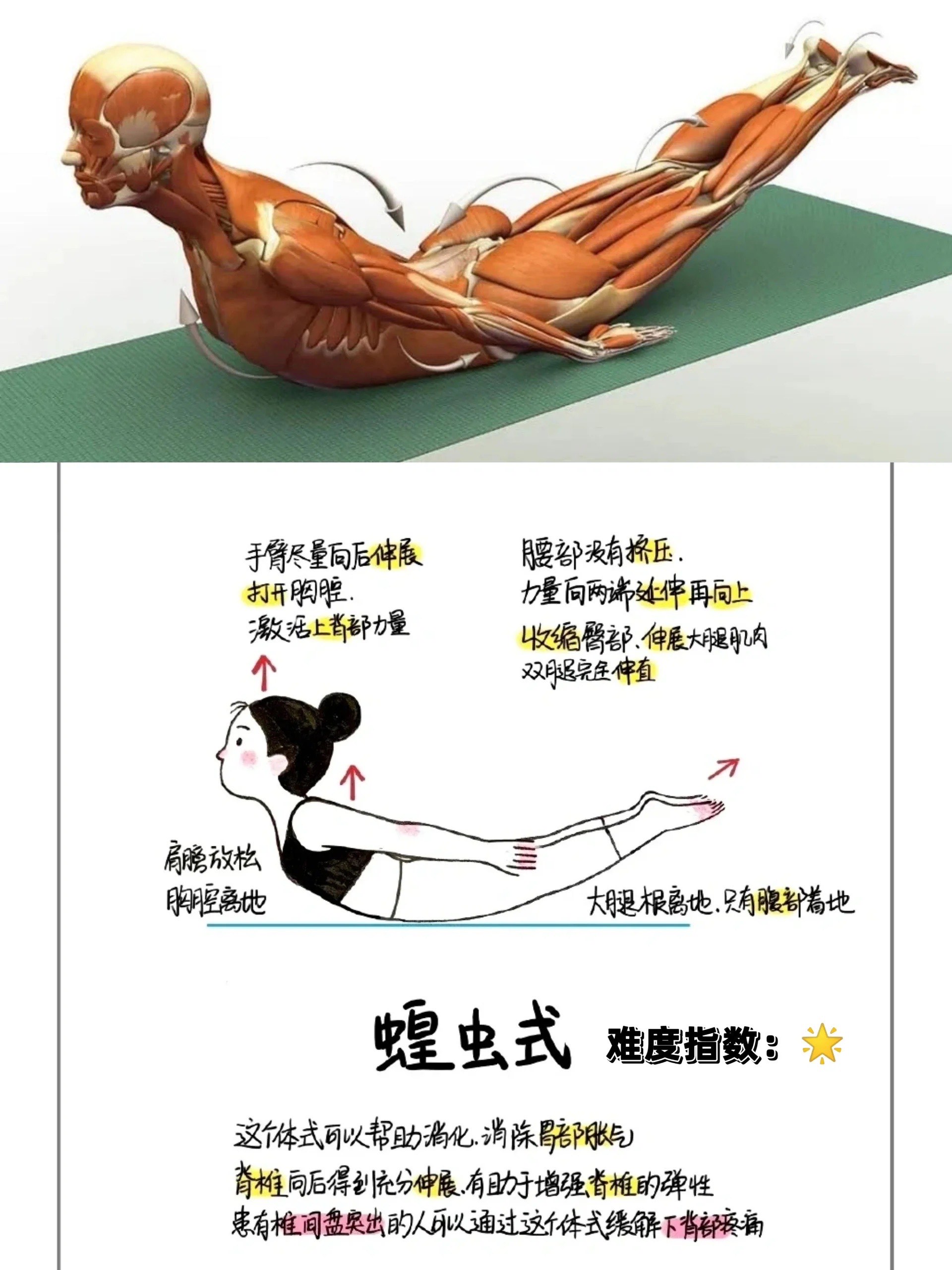 瑜伽蝗虫式动作讲解图片