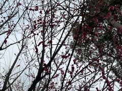 -香雪海