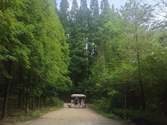 -日照海滨国家森林公园