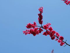 -武汉大学-樱园