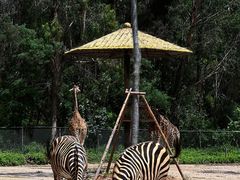 -云南野生动物园