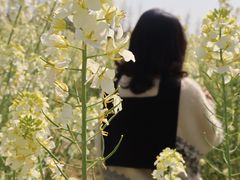 -杭州湾海上花田景区