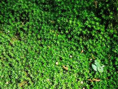 -上海佘山国家森林公园天马山园