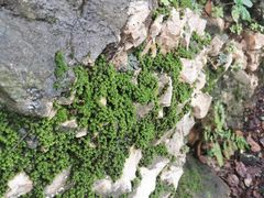 -丽江束河古镇-石莲古寺