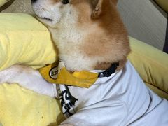 -逗柴咖啡屋·狗咖猫咖宠物桌游