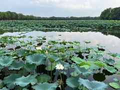 -荷塘月色湿地公园·向阳花洲