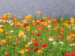 -径山花海