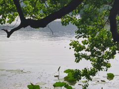 -东湖落雁景区