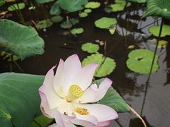 -荔江湾景区
