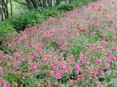 -西湖风景区-江洋畈生态公园