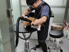 -柚子宠物(伊珊娜调理店)