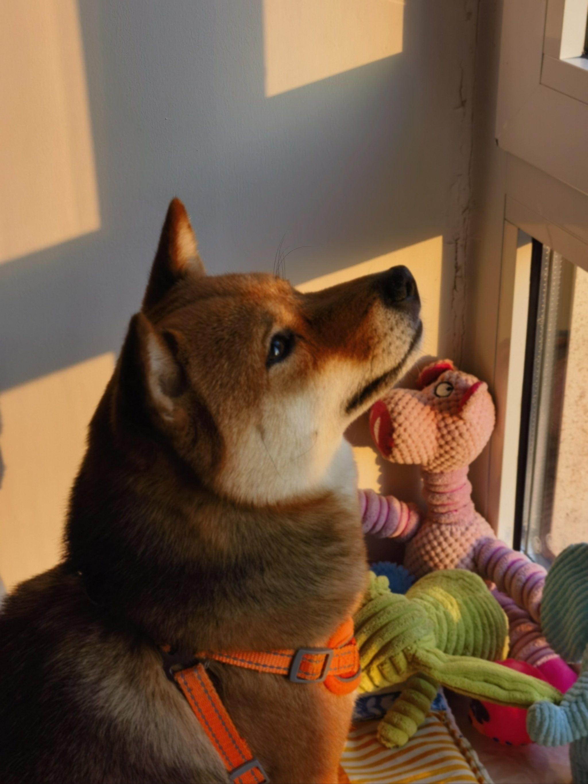 闭眼睁眼的闹子