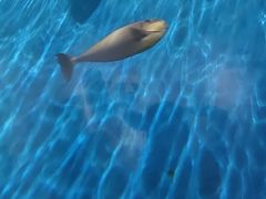 -锦艺城海洋馆