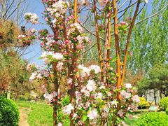 -武清南湖绿博园