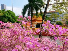 -深圳仙湖植物园