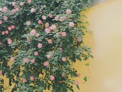 -颐和路民国时期公馆风貌区