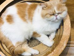-滚猫咖啡·猫咖·猫友好撸猫(未来城店)