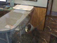 -宠颐生斯嘉宠物医院·急重症·心内科(谷阳北路分院)