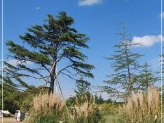 -上海共青森林公园