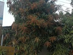 -边寨喊沙