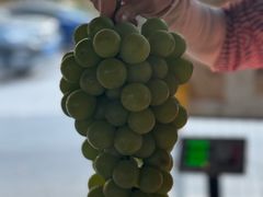 -马陆小张葡萄园农家乐