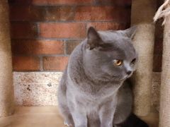 -more than meow吴止猫主题餐厅(承德 中船汇店)